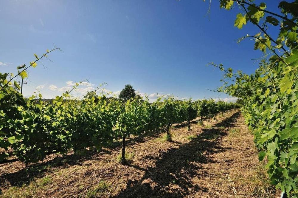 Agriturismo Casale Contessa Montebuono  Ngoại thất bức ảnh